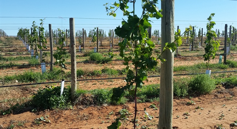 Advinco Farm - Dried Grape and Citrus Production